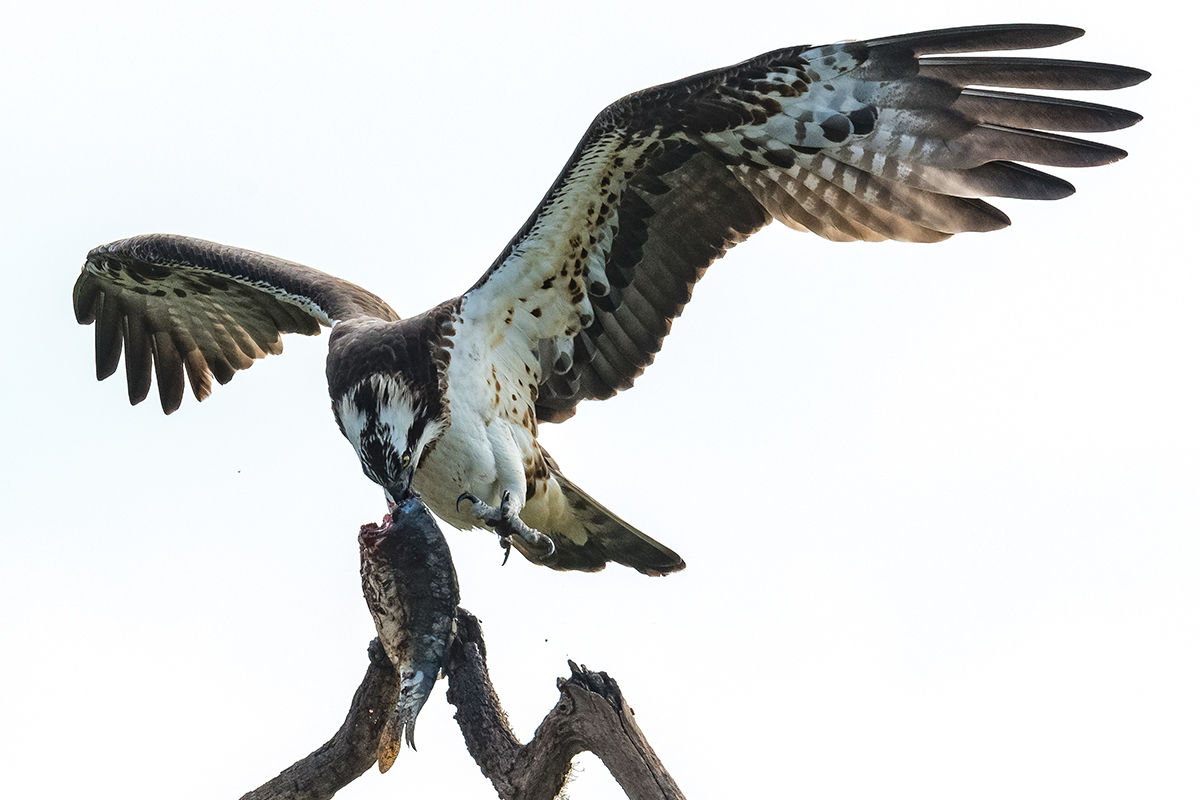 Megérkeztek a vonuló halászsasok a Kis-Sárrétre