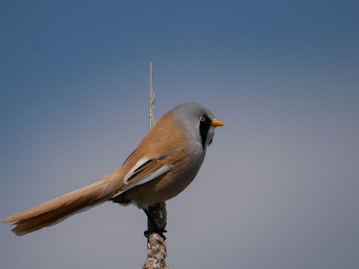 Csilingelő hangú bajuszkirály