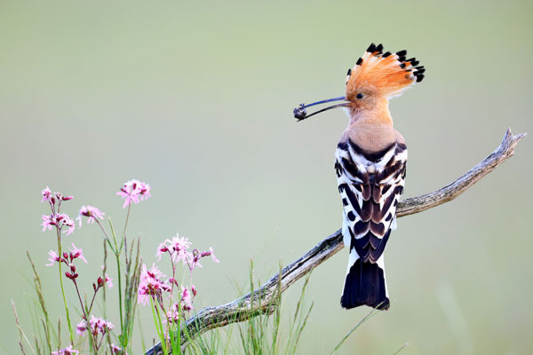 Visszatértek afrikai telelőhelyükről a szépséges búbosbankák