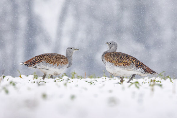 Rekordszámú túzokot regisztráltak Dévaványa térségében