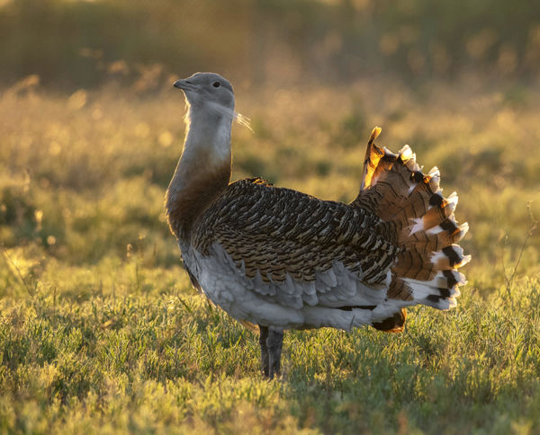 Vörös nyak, hosszú bajusz: nászruhába öltöztek a túzokkakasok