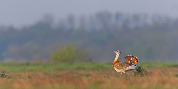 Dürögnek a pusztában a túzokok