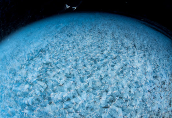 Perspektívák - National Geographic