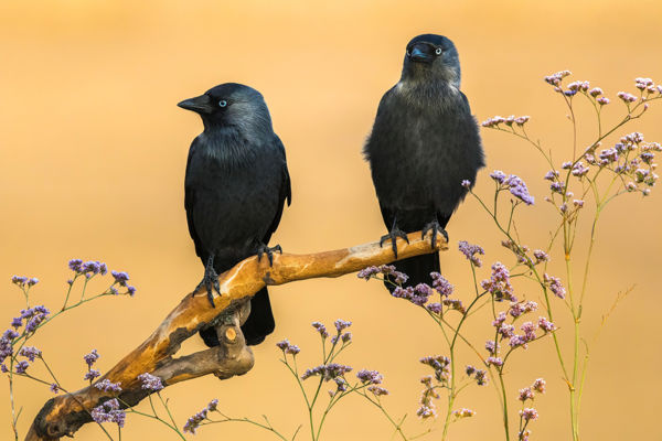 A madárvilág csillagszemű mókamesterei: a csókák