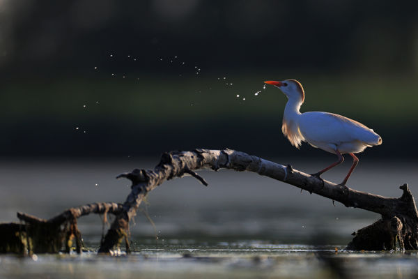 Pásztorgémek Drávaszentesen