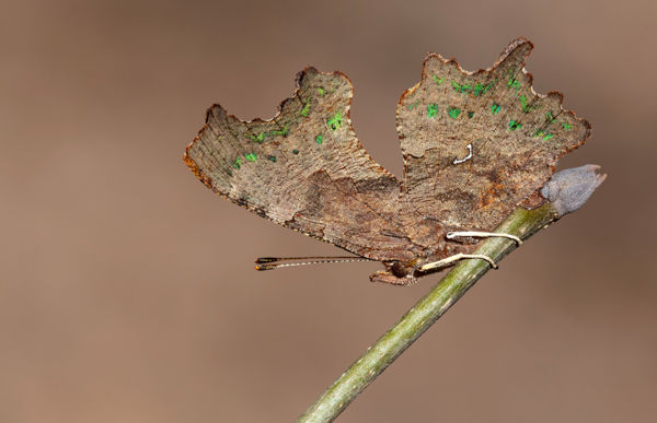 A c-betűs lepkéről röviden