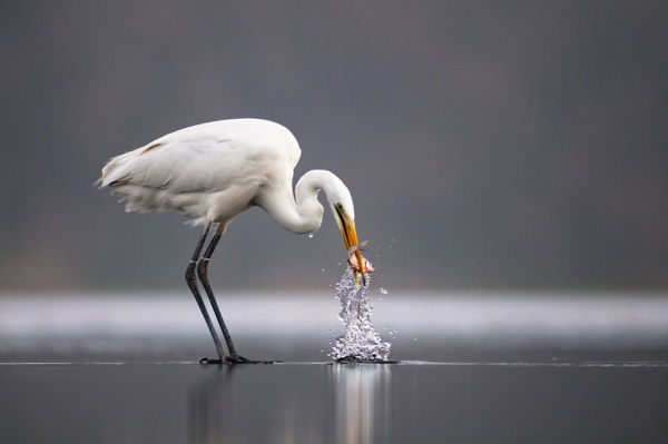 Jégtáblákról lesnek zsákmányra a madarak a Maroson