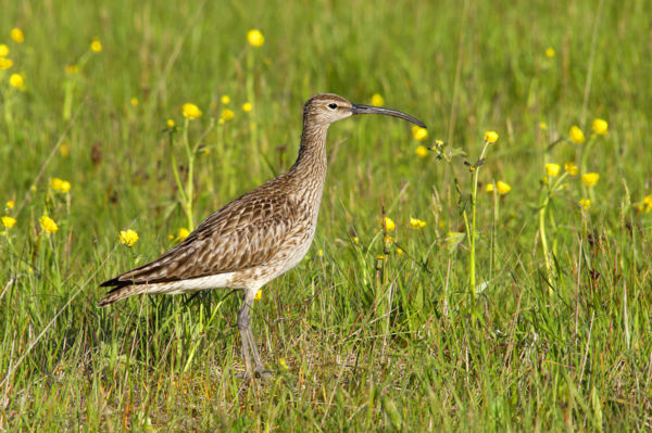 Trillázó sokaság: kis pólingok a kardoskúti Fehér-tónál